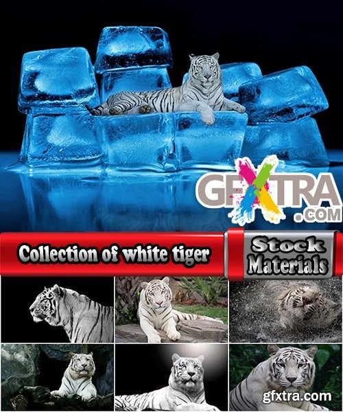 Collection of white tiger spotted fur 25 HQ Jpeg