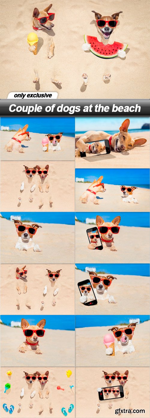 Couple of dogs at the beach - 13 UHQ JPEG