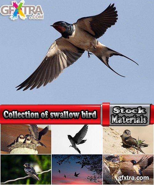 Collection of swallow bird flight wing feather nestling nest 25 HQ Jpeg