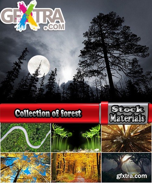Collection of forest tree germ root bark conifer leaf 25 HQ Jpeg
