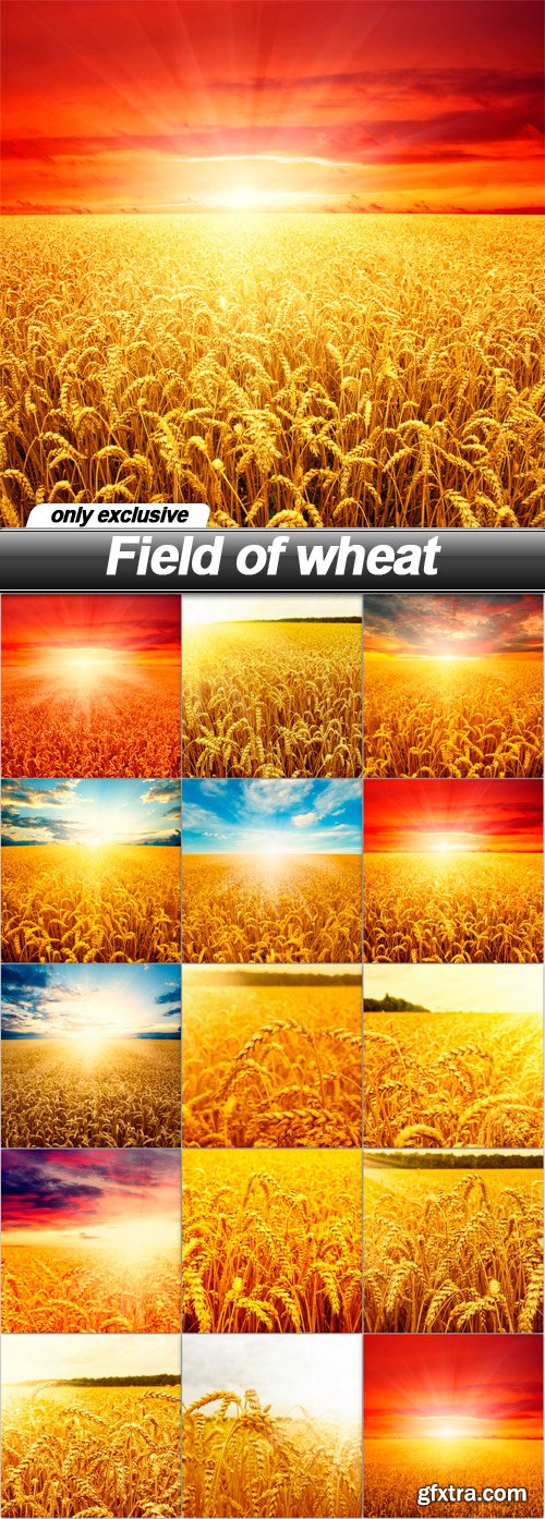 Field of wheat - 15 UHQ JPEG