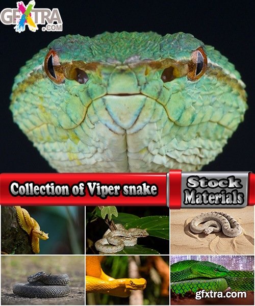 Collection of Viper snake reptile 25 HQ Jpeg