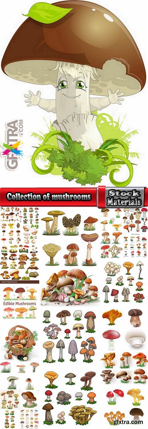 Collection of mushrooms and fungi of different species breed class poisonous edible 25 EPS