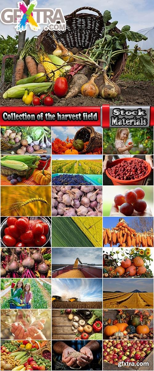 Collection of the harvest field agriculture vegetables fruits agriculturist autumn 25 HQ Jpeg