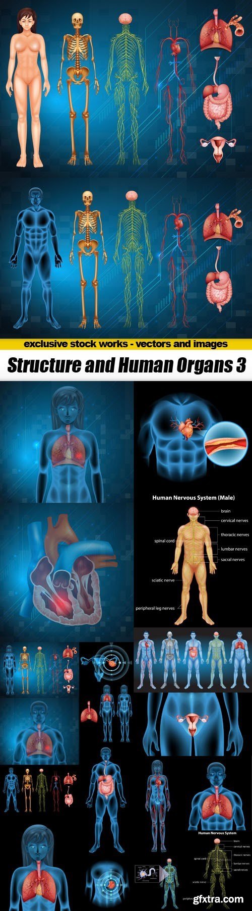 Structure and Human Organs 3 - 20xEPS