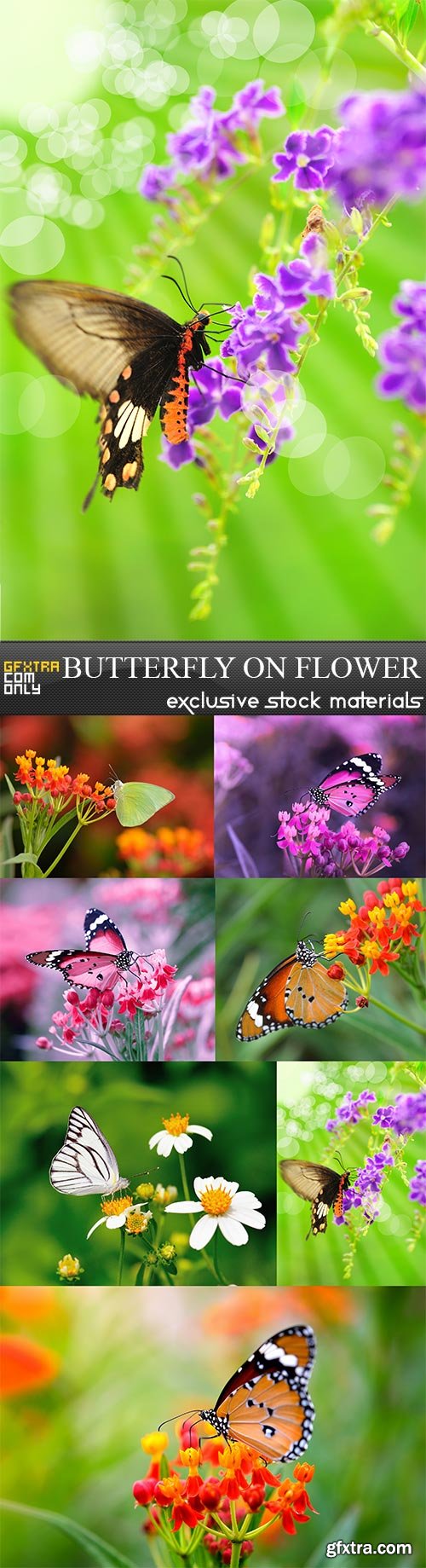 Butterfly on flower, 7 x UHQ JPEG