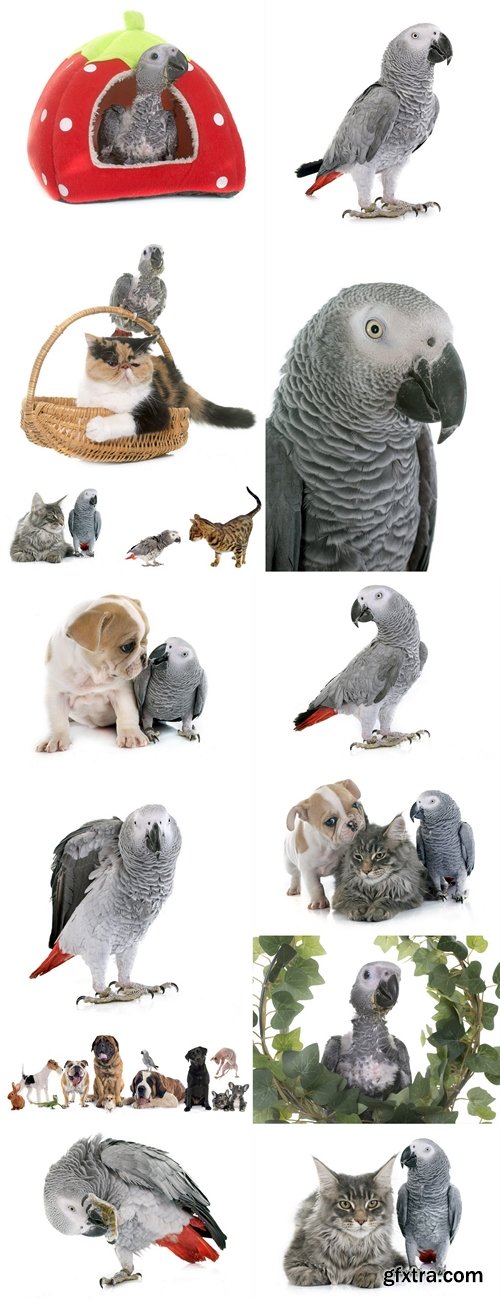 Parrot, puppy and cat