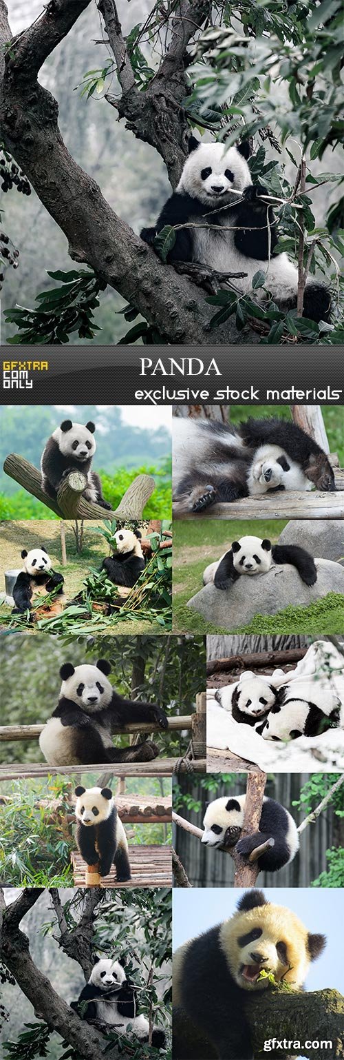 Panda, 10 x UHQ JPEG