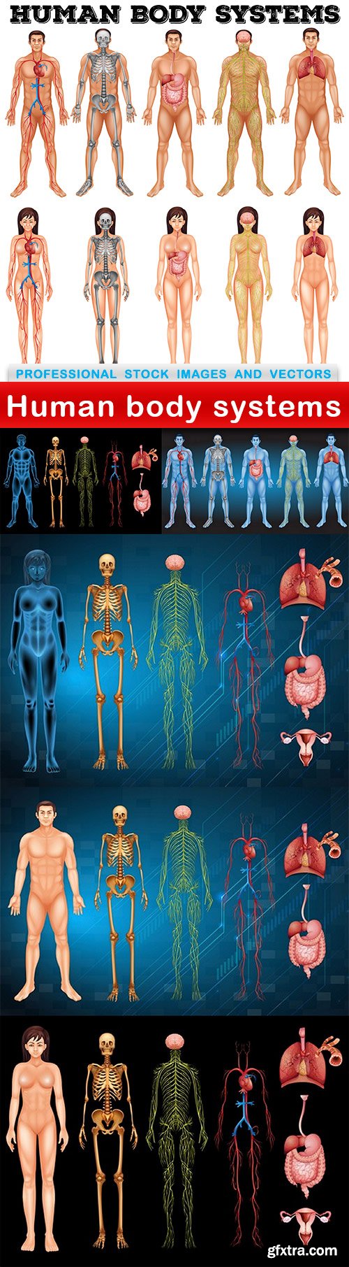 Human body systems - 6 EPS