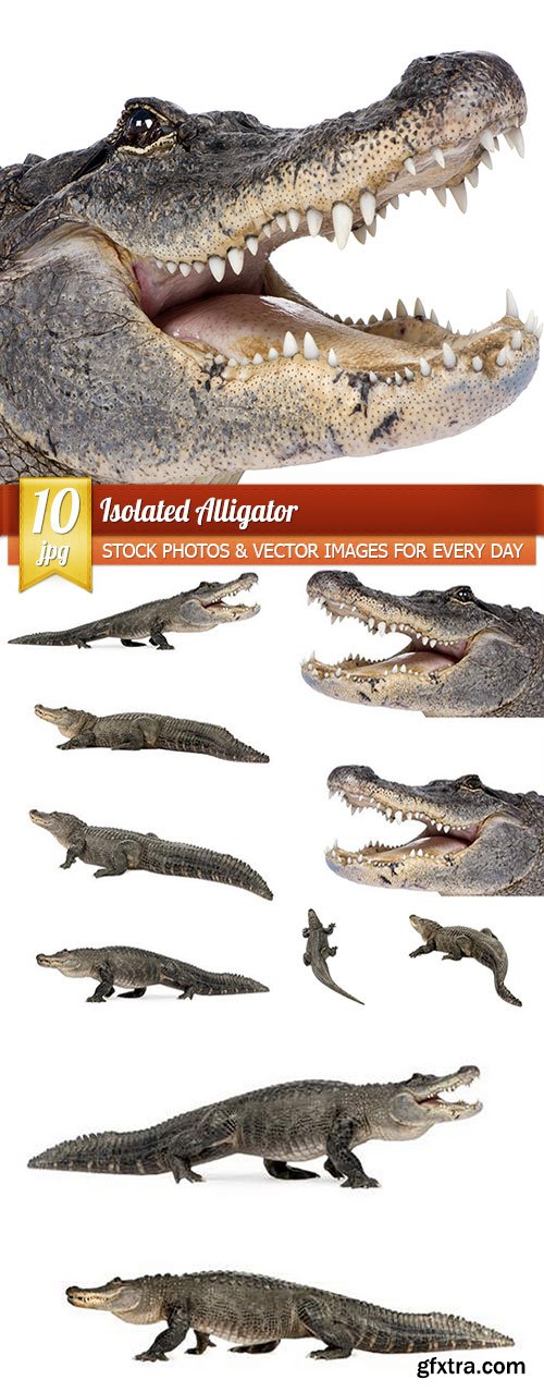 Isolated Alligator, 10 x UHQ JPEG