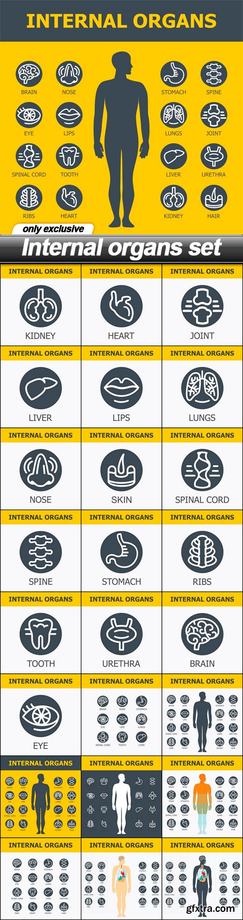 Internal organs set - 24 EPS