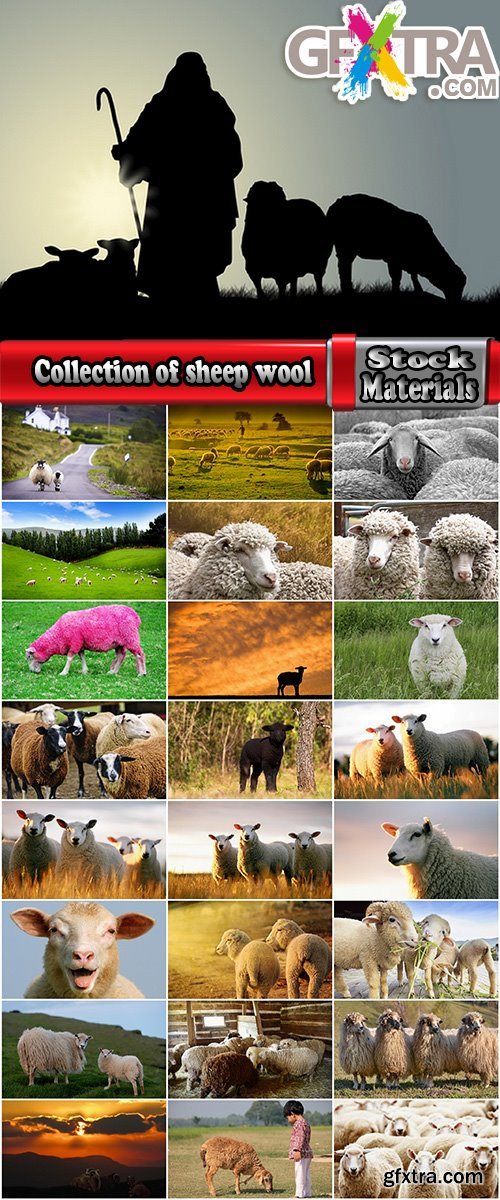 Collection of sheep wool sheep lamb skin shepherd 25 HQ Jpeg
