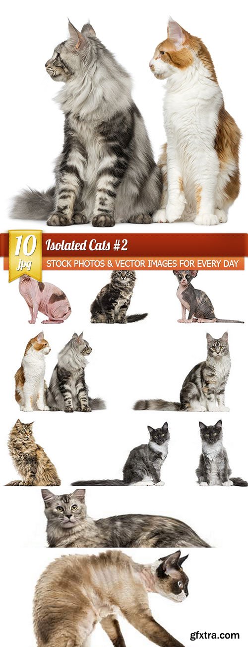 Isolated Cats 2, 10 x UHQ JPEG