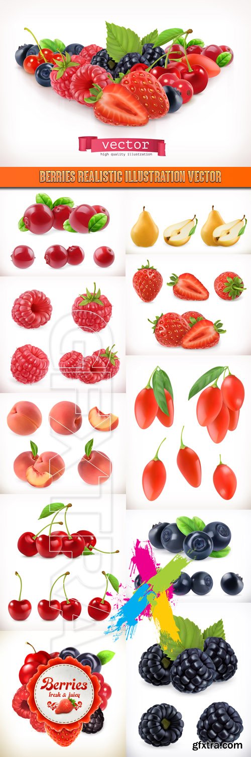 Berries realistic illustration vector