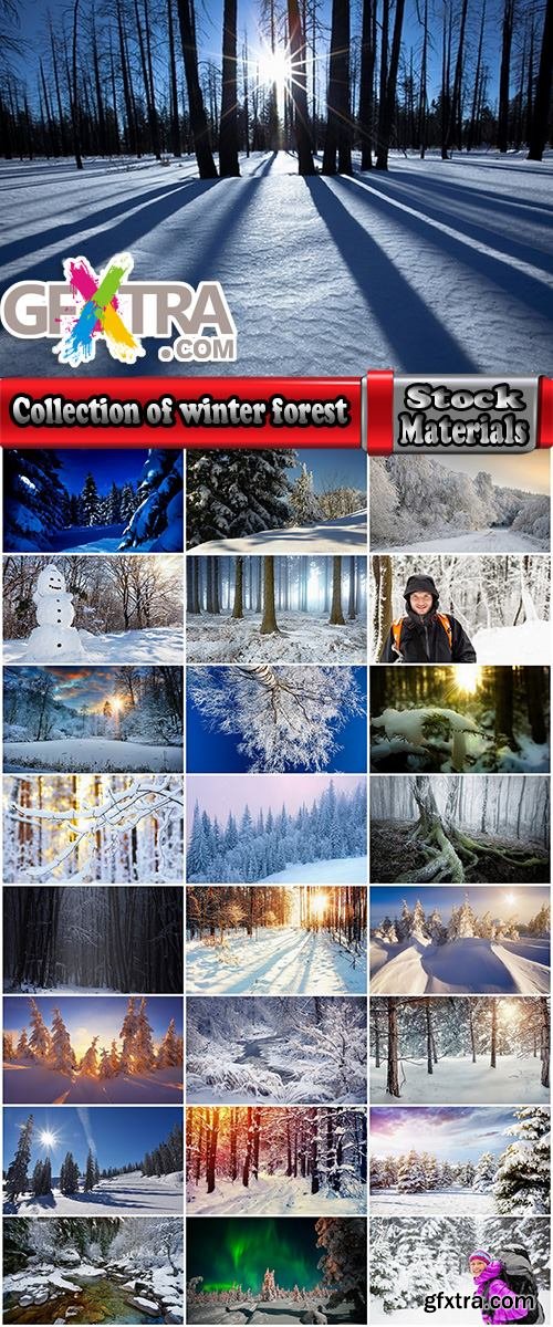Collection of winter forest snow tree sunrise snowfall 25 HQ Jpeg