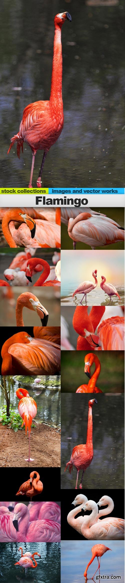 Flamingo, 15 x UHQ JPEG