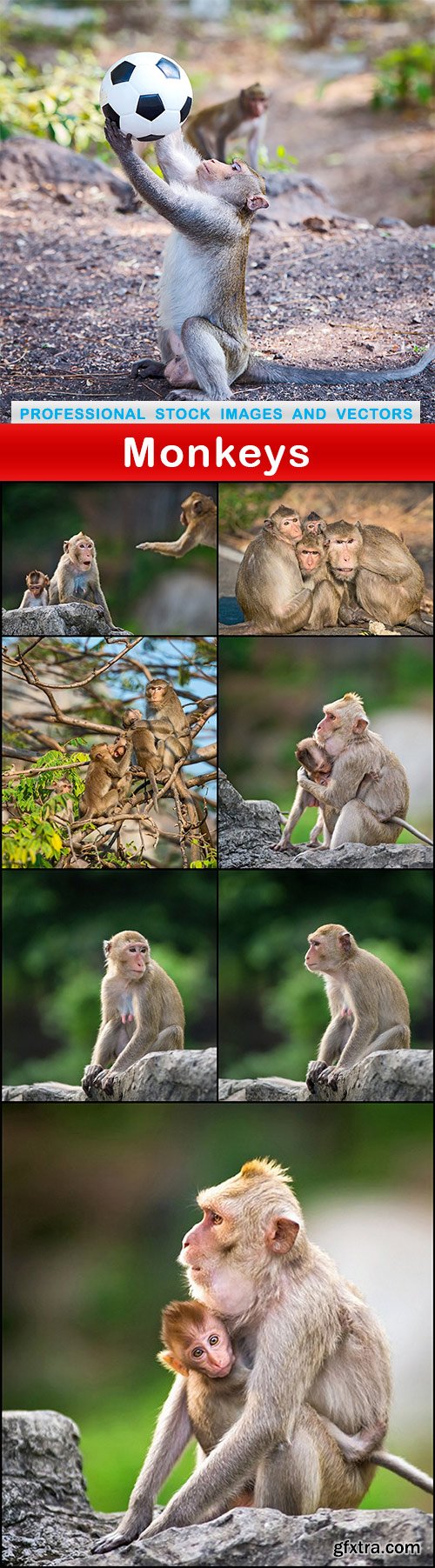 Monkeys - 8 UHQ JPEG