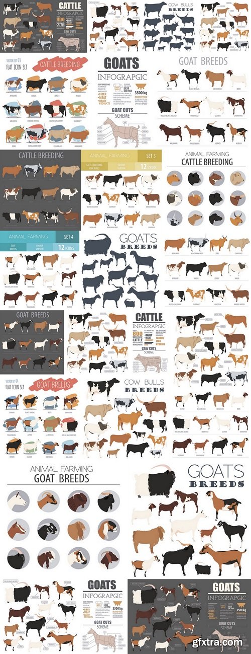 Cattle breeding infographic template. Flat design