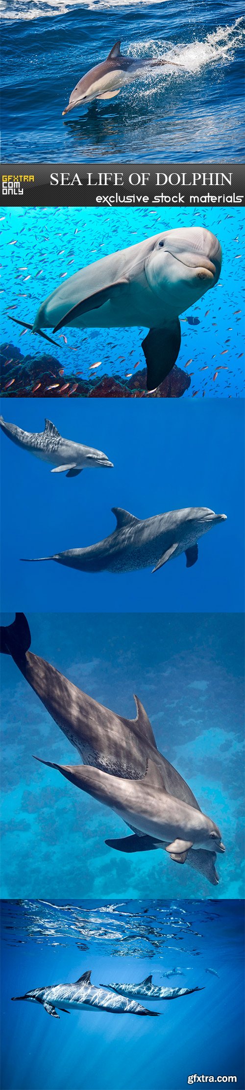 Sea life of dolphin - 5 UHQ JPEG