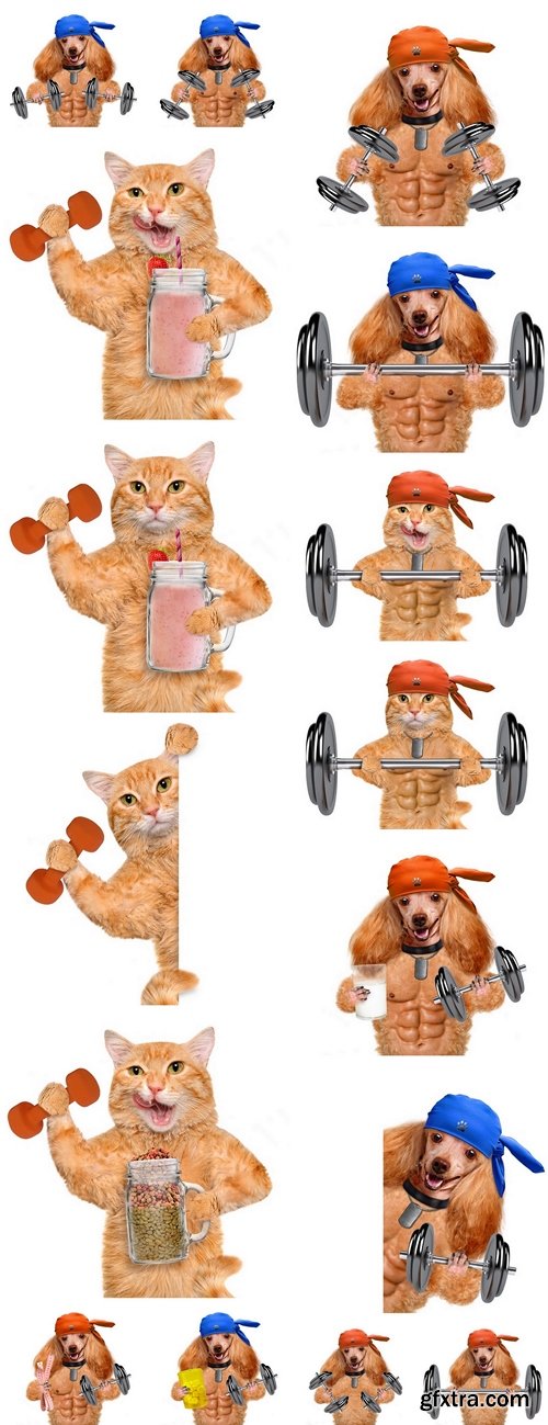 Fitness cat and dog holding dry food in a jar mug old after a workout . Fitness and healthy lifestyle concept