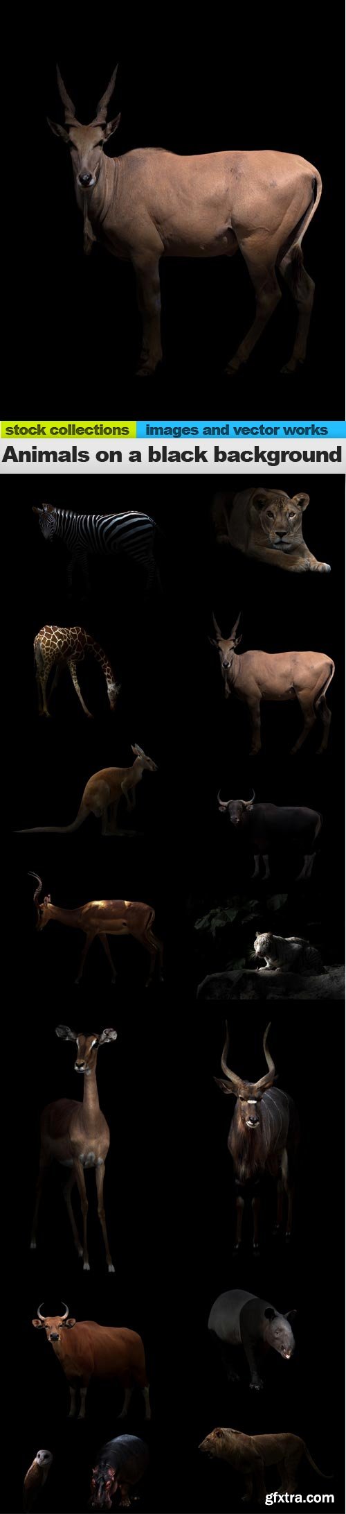 Animals on a black background, 15 x UHQ JPEG