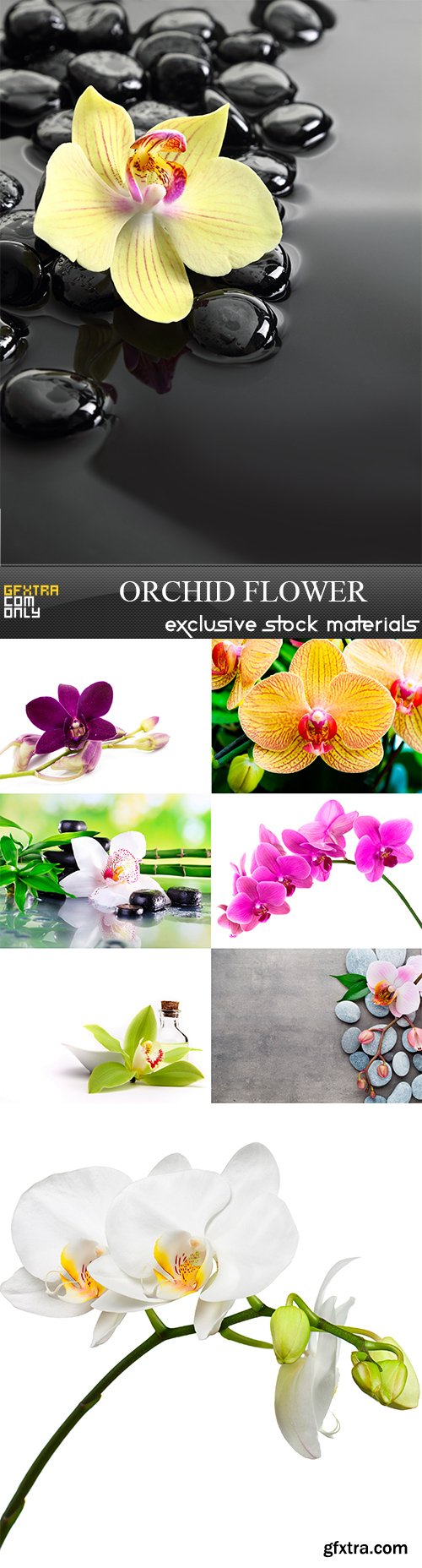 Orchid flower - 8UHQ JPEG