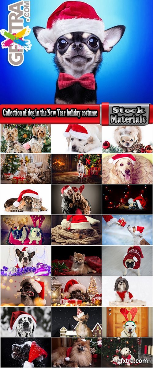 Collection of dog in the New Year holiday costume 25 HQ Jpeg