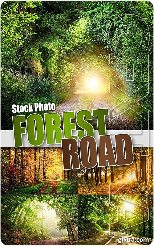 Forest road - UHQ Stock Photo