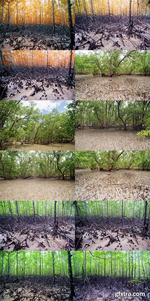 Tropical mangrove forest at coast