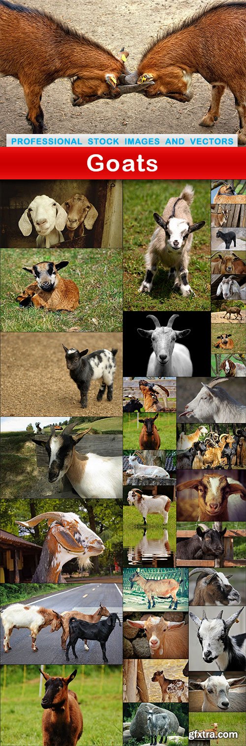 Goats - 34 UHQ JPEG