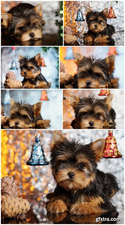 Yorkshire Terrier Puppy - 7 UHQ JPEG Stock Images