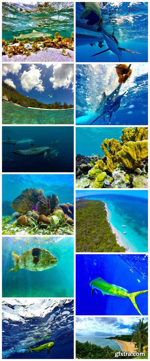 Ocean underwater world of fish 12X JPEG