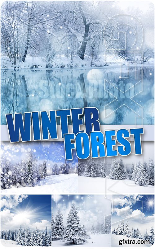 Winter forest - UHQ Stock Photo