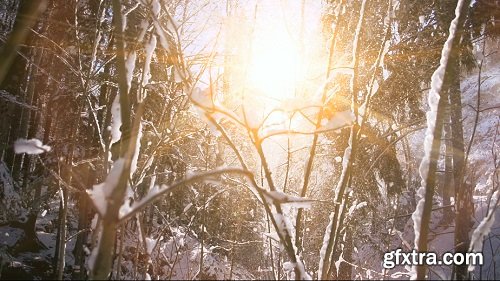 Snow Winter forest trees woods nature snow falling slow motion magic hour