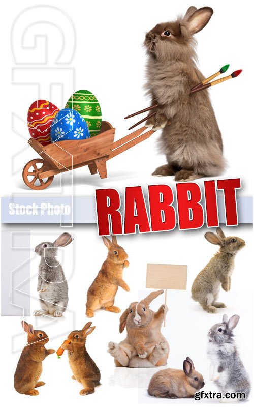 Rabbit - UHQ Stock Photo