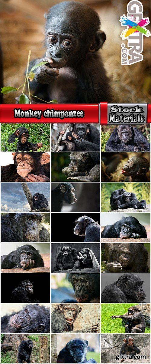Monkey chimpanzee Collection of primate wool 25 HQ Jpeg