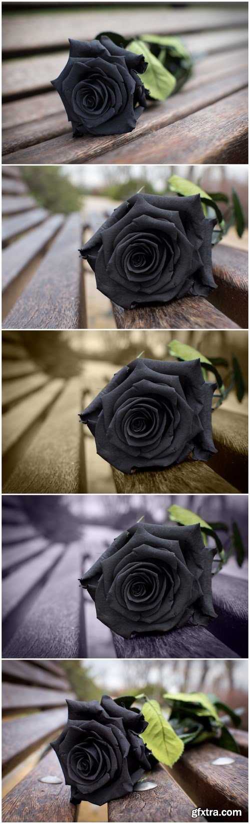Rosa Negra - Set of 5xUHQ JPEG Professional Stock Images