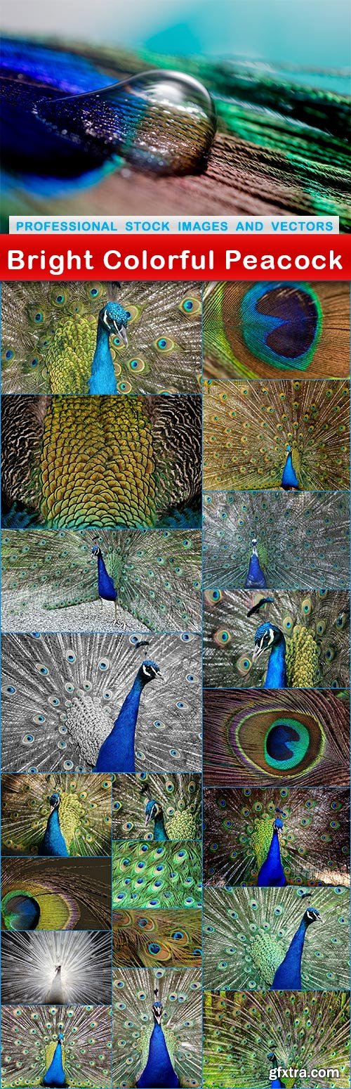 Bright Colorful Peacock - 21 UHQ JPEG