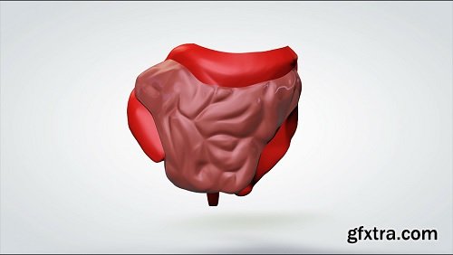 3d animated model rotating human intestines
