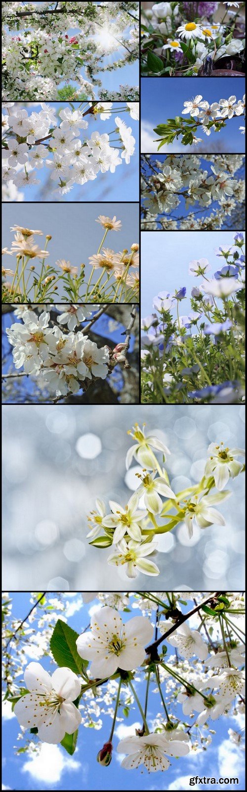 Beautiful Amandier Blooms - 10 UHQ JPEG Stock Images
