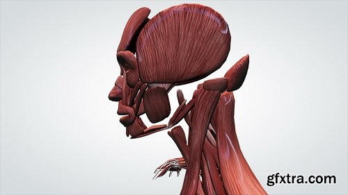 3d anatomical model of human muscular system side view moving from feet up
