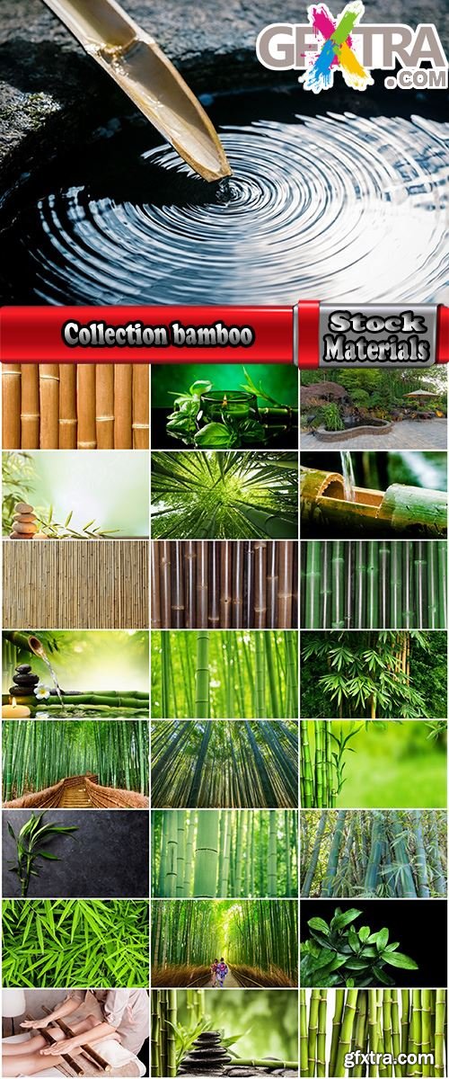 Collection bamboo cane thickets of the forest leaf stick 25 HQ Jpeg