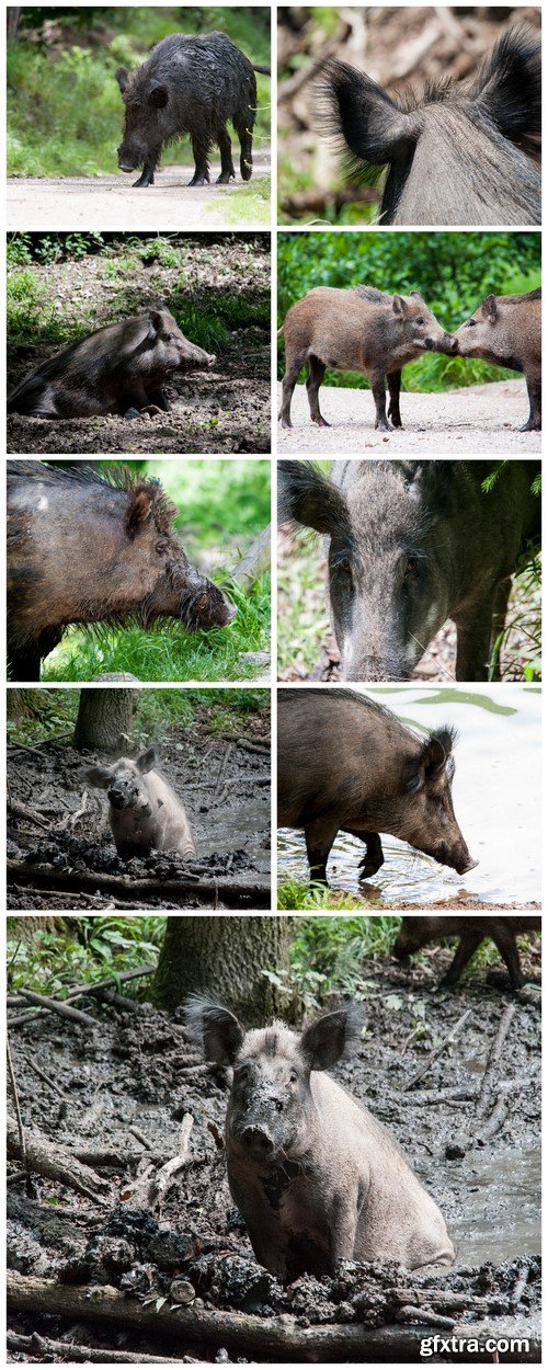 Wild boars 9X JPEG