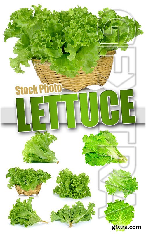 Lettuce - UHQ Stock Photo