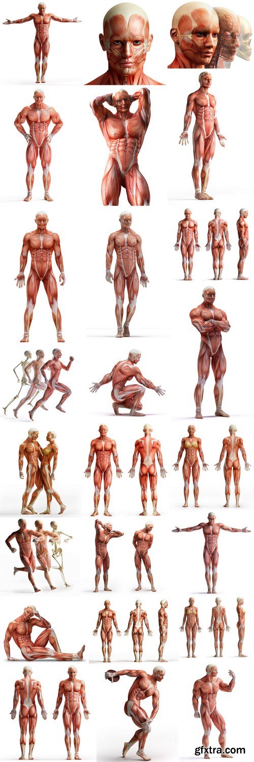 Body Anatomy Muscular Frame - 24 HQ Images