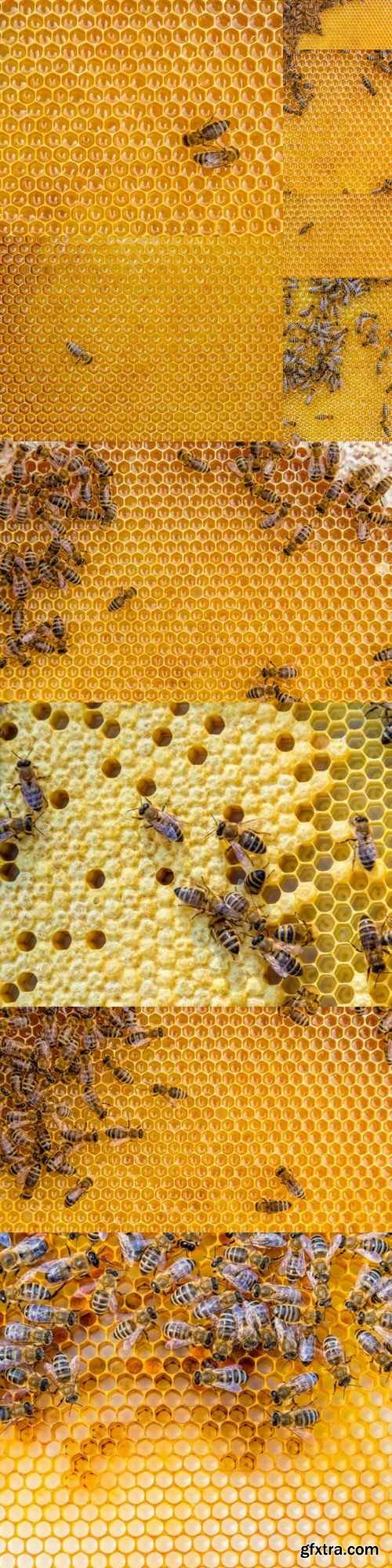 Bee honeycomb - 10 UHQ JPEG