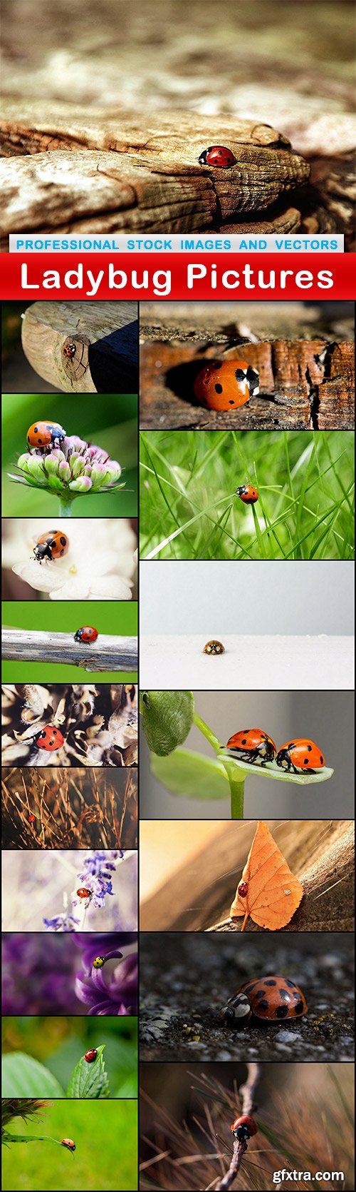 Ladybug Pictures - 18 UHQ JPEG