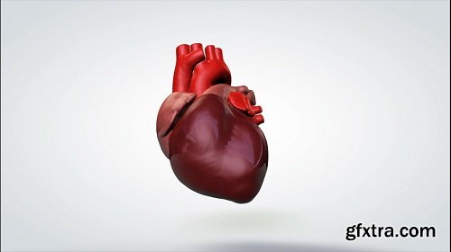 3d animated model rotating human heart