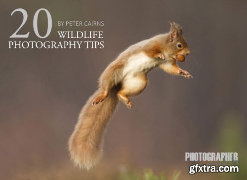 Wild Planet Photo - 20 Wildlife Photography Tips
