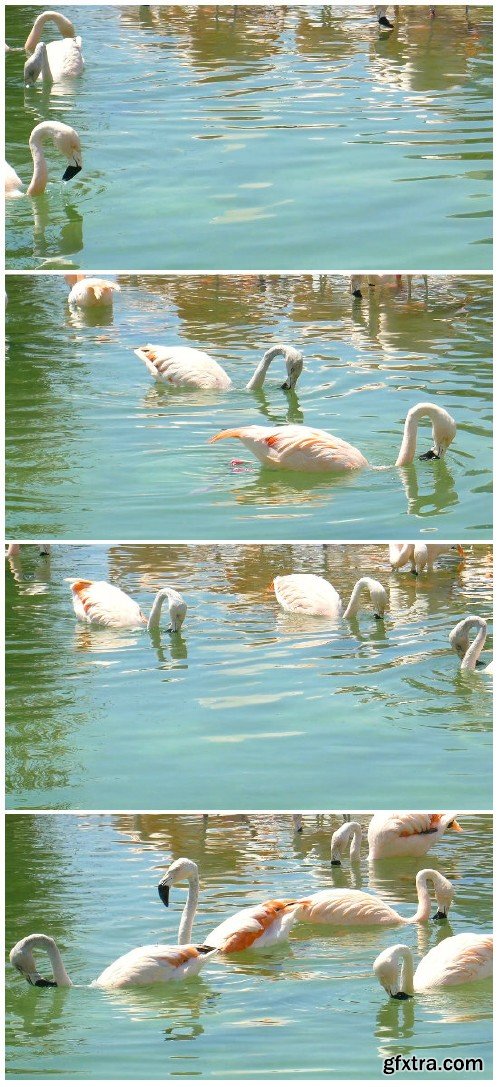 Footage White swans floating on a pond